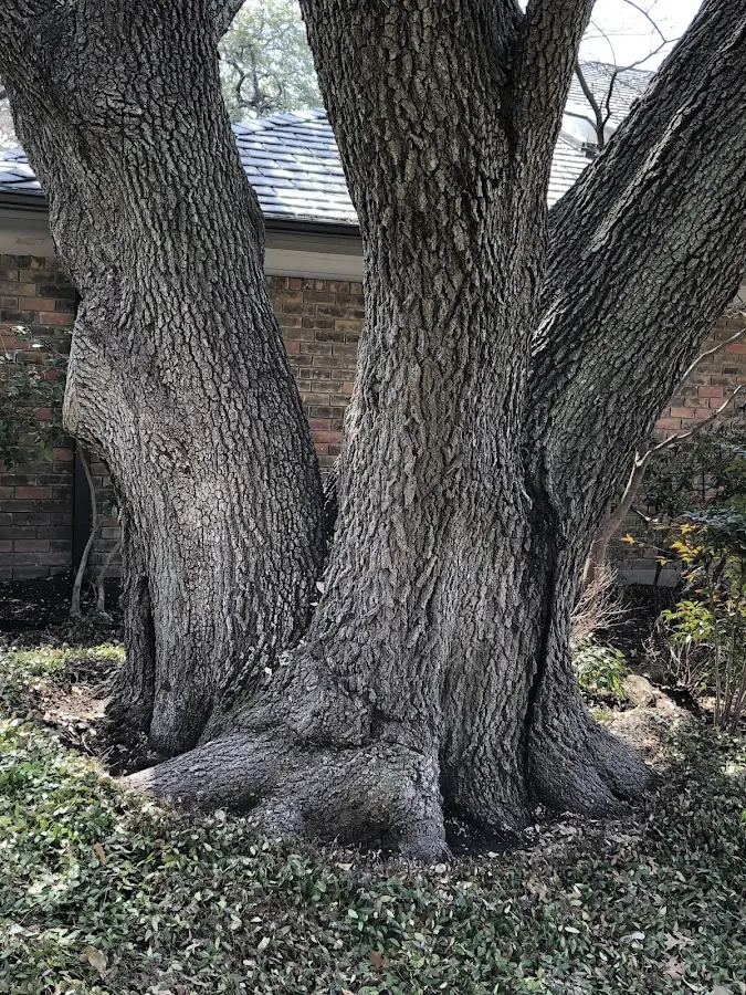 Mature heritage tree close to a Bayard property cared for by certified arborists
