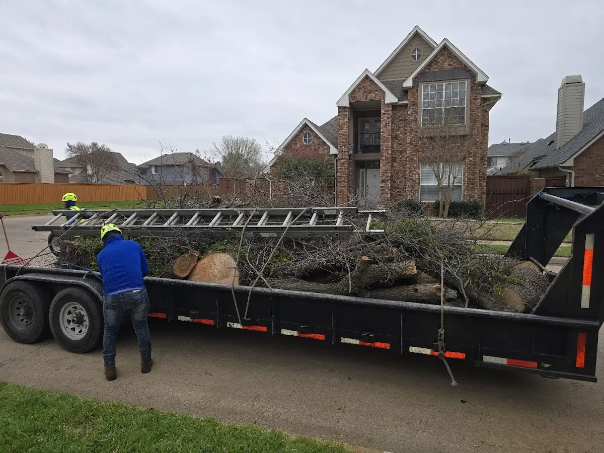 Expert Tree Removal with proper safety equipment in Bayard